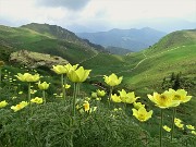 01 Anemoni sulfurei (Pulsatilla alpina sulphurea)